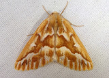 6864 - Caripeta piniata; Northern Pine Looper