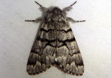 9182 - Panthea furcilla; Eastern Panthea