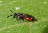 Sphecodes Sweat Bee species; female