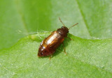 Eusphalerum Ocellate Rove Beetle species
