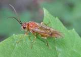 Hemichroa crocea; Striped Alder Sawfly