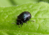 Plagiodera versicolora; Imported Willow Leaf Beetle; exotic