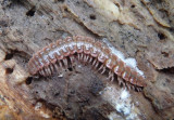 Pseudopolydesmus serratus; Flat-backed Millipede species