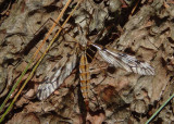 Pterelachisus Large Crane Fly species