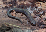 Eastern Red-backed Salamander; lead-backed variant