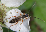 Analeptura lineola; Flower Longhorn species