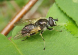 Blera badia; Syrphid Fly species