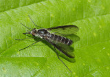 Thevenetimyia funesta; Bee Fly species
