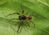 Cyclosa conica; Trashline Orbweaver species; male