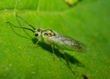 Nematus Willow Sawfly species