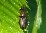 Orsodacne atra; Ravenous Leaf Beetle species