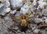 Philodromus Running Crab Spider species 