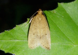 0955-0960 - Psilocorsis Twirler Moth species