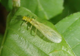 Sweltsa lateralis; Green Stonefly species