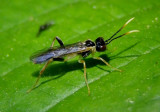 Tenthredinidae Common Sawfly species 