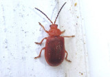 Tricholochmaea kalmiae; Leaf Beetle species