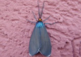8262 - Ctenucha virginica; Virginia Ctenucha 