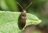 Rhagomicrus humeralis; False Click Beetle species