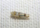 Empoa scripta; Leafhopper species