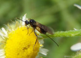 Braconidae Braconid Wasp species