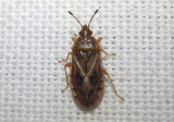 Chilacis typhae; Bulrush Bug