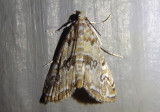 4751 - Elophila gyralis; Waterlily Borer Moth