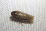 Euscelis Leafhopper species