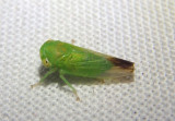 Idiocerus gillettei; Leafhopper species