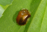 Charidotella purpurata; Tortoise Beetle species