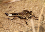 Efferia Robber Fly species