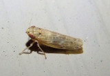 Endria inimica; Painted Leafhopper
