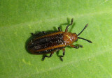 Microrhopala vittata; Goldenrod Leaf Miner