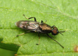 Myxosargus nigricormis; Soldier Fly species; male