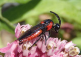 Arge humeralis; Poison Ivy Sawfly