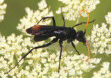 Entypus unifasciatus; Spider Wasp species