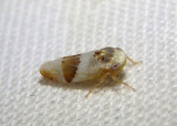 Norvellina seminuda; Leafhopper species