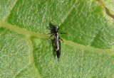 Phlaeothripidae Tube-tailed Thrips species