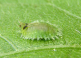 Plagiometriona clavata; Clavate Tortoise Beetle larva 