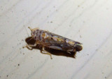 Scaphoideus Leafhopper species