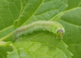 Symphyta Sawfly species larva