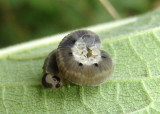 Tenthredinidae Common Sawfly species larva