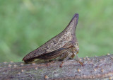 Thelia bimaculata; Locust Treehopper; female