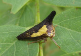 Thelia bimaculata; Locust Treehopper; male