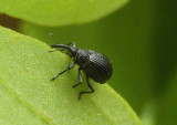 Trichapion Pear-shaped Weevil species