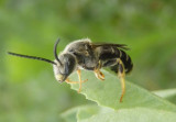 Halictus rubicundus; Sweat Bee species; male