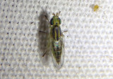 Meromyza Frit Fly species