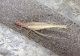 Neoxabea bipunctata; Two-spotted Tree Cricket; male