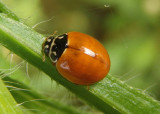 Cycloneda munda; Polished Lady Beetle