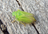 Neocoelidia tumidifrons; Leafhopper species