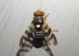 Rhagoletis cingulata; Eastern Cherry Fruit Fly